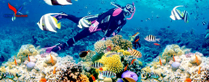 Lặn biển ngắm san hô là một trong những hoạt động được yêu thích nhất tại Phú Quốc