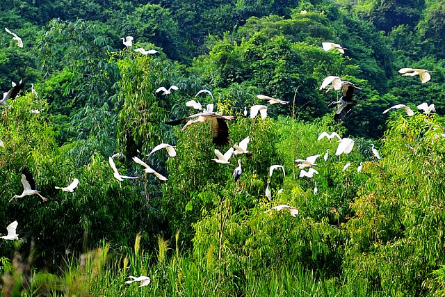 Khu vườn chim Thung Nham là nơi cư trú của hàng nghìn loài chim