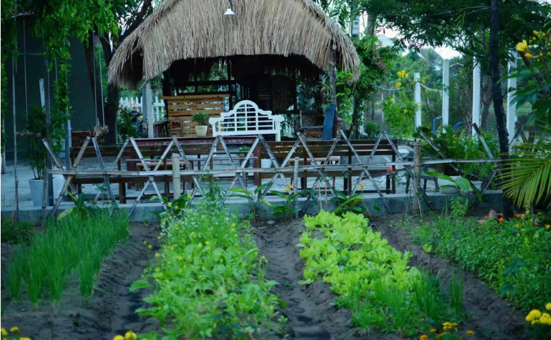 du lịch Vịnh Vũng Rô (Phú Yên) cho gia đình thì đây là homestay bạn nên chọn để mọi ng đc trải nghiệm cảm giác làm vườn câu cá