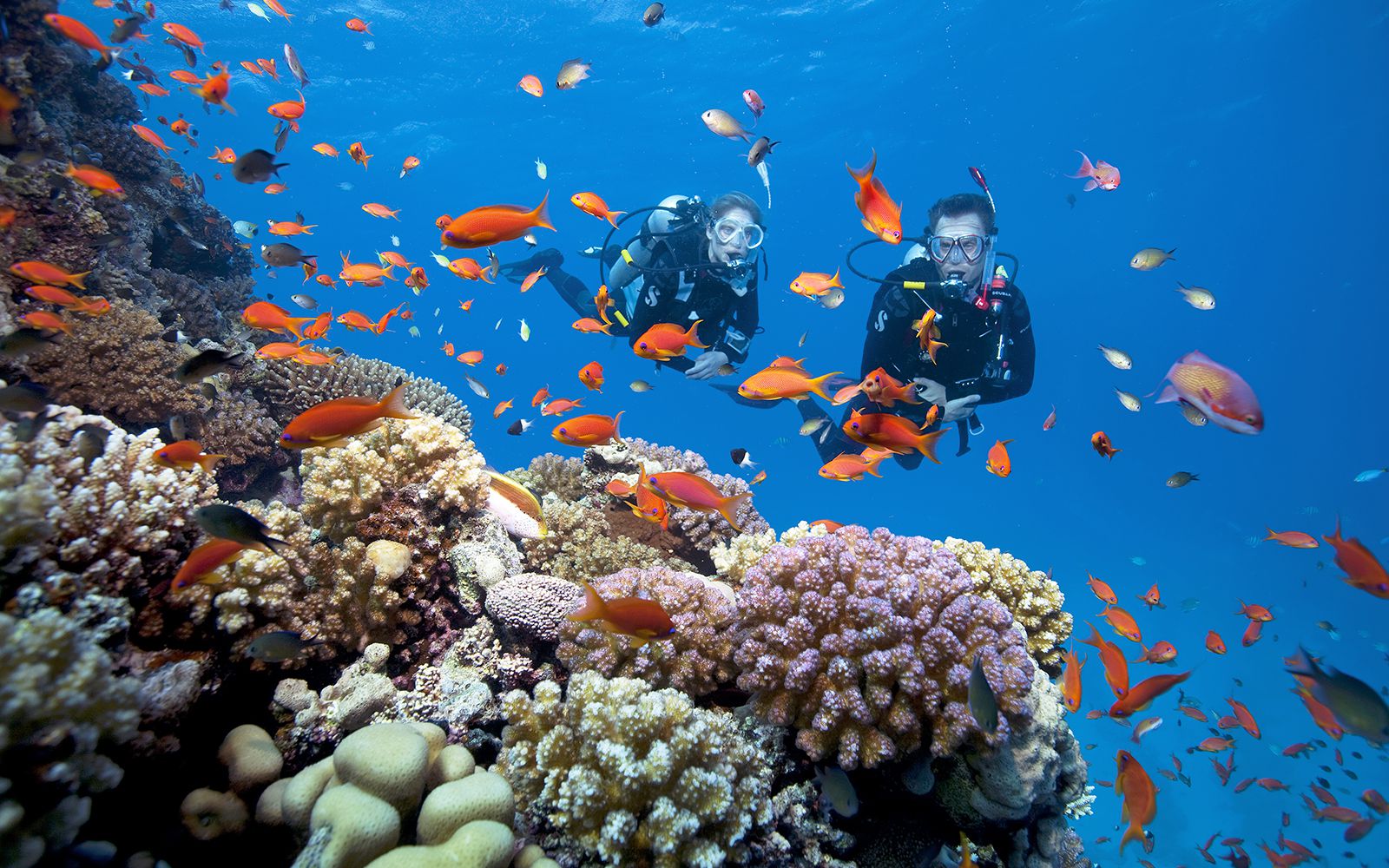 Thế giới san hô đầy màu sắc sẽ cho bạn trải nghiệm vô cùng tuyệt vời