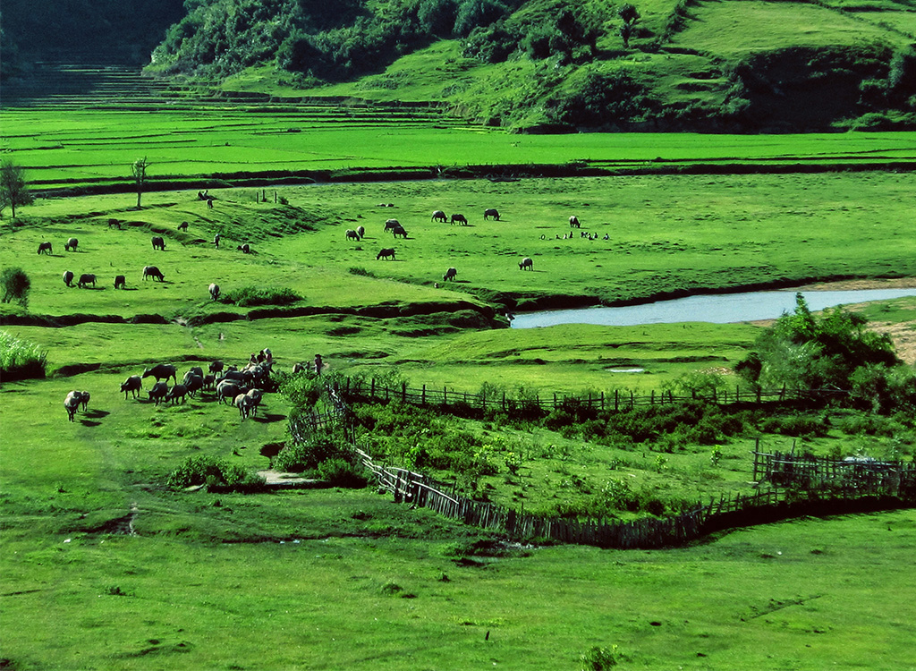 Những cánh đồng cỏ bạt ngàn tại thị trấn Măng Đen - du lịch Kon Tum